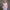 Damen gemusterte Winter Strickjacke - Knopfleiste Langarm