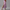Sommerkleid Damen Elegant Bedruckt Leicht Komfort – Serenza